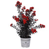Black Diamond® Crimson Crown™ Crape Myrtle Shrub