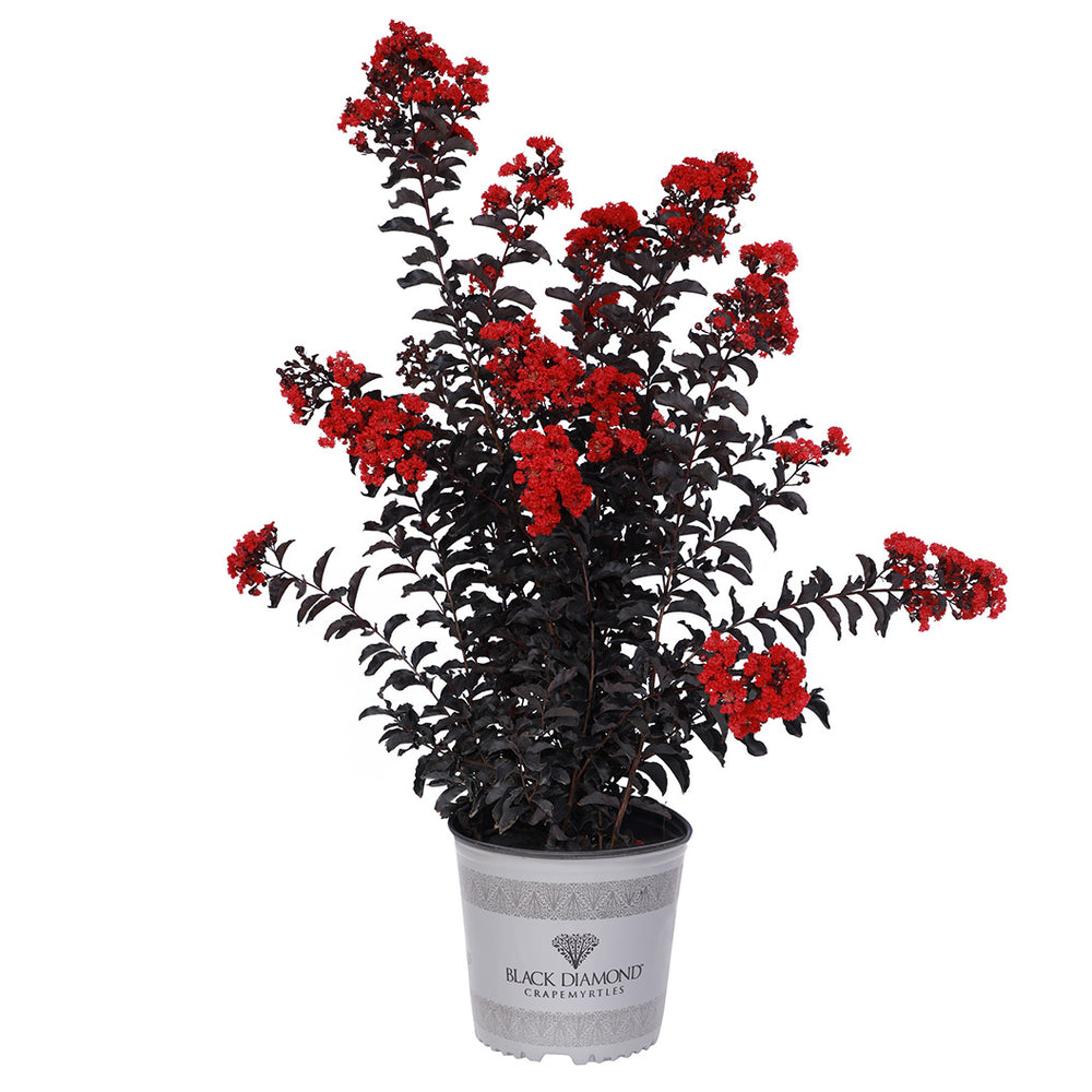 Black Diamond® Crimson Crown™ Crape Myrtle Shrub