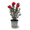Black Diamond® Crimson Red™ Crape Myrtle