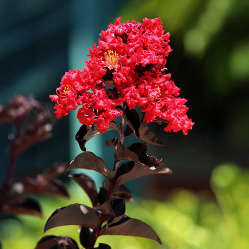 Black Diamond® Crimson Red™ Crape Myrtle