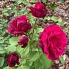 Brindabella Roses™ Crimson Knight™ Rose Bush