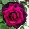 Brindabella Roses™ Crimson Knight™ Rose Bush
