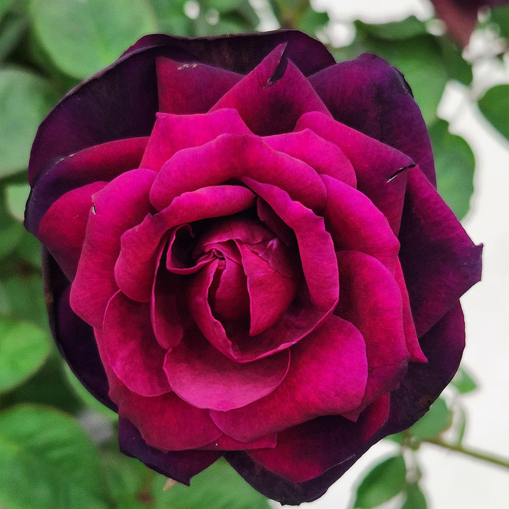 Brindabella Roses™ Crimson Knight™ Rose Bush