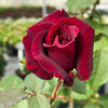 Brindabella Roses™ Crimson Knight™ Rose Bush