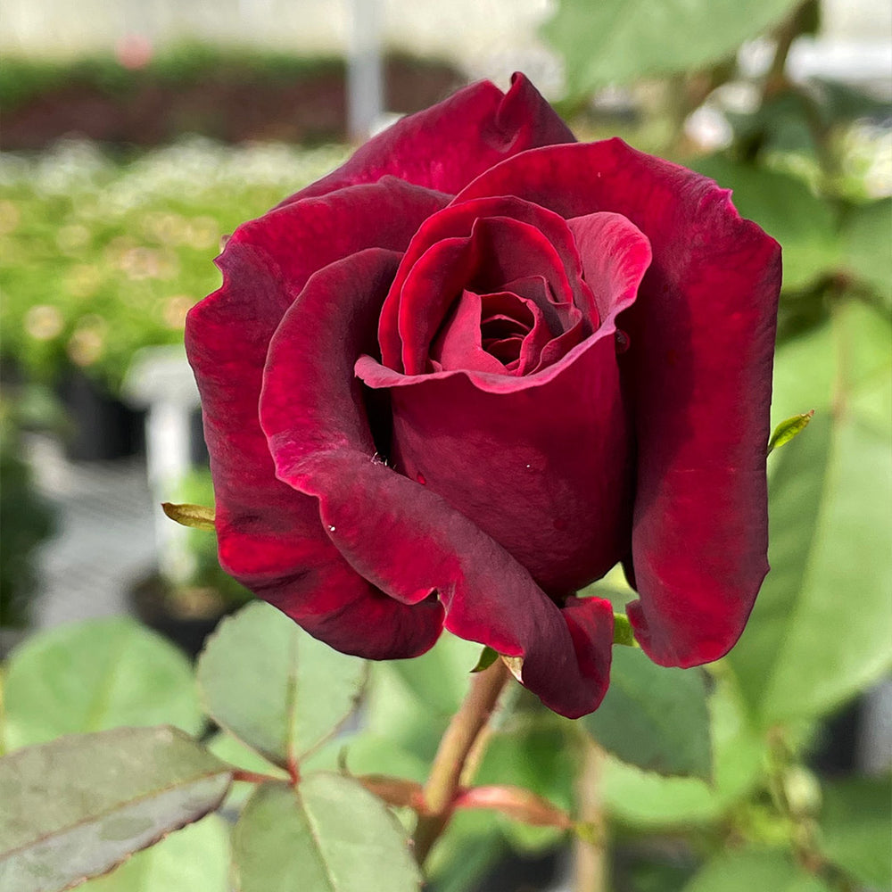 Brindabella Roses™ Crimson Knight™ Rose Bush