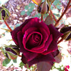 Brindabella Roses™ Crimson Knight™ Rose Bush