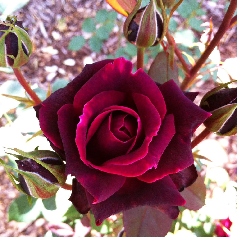 Brindabella Roses™ Crimson Knight™ Rose Bush