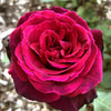 Brindabella Roses™ Crimson Knight™ Rose Bush