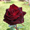 Brindabella Roses™ Crimson Knight™ Rose Bush
