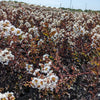 Black Diamond® Crystalline™ Crape Myrtle