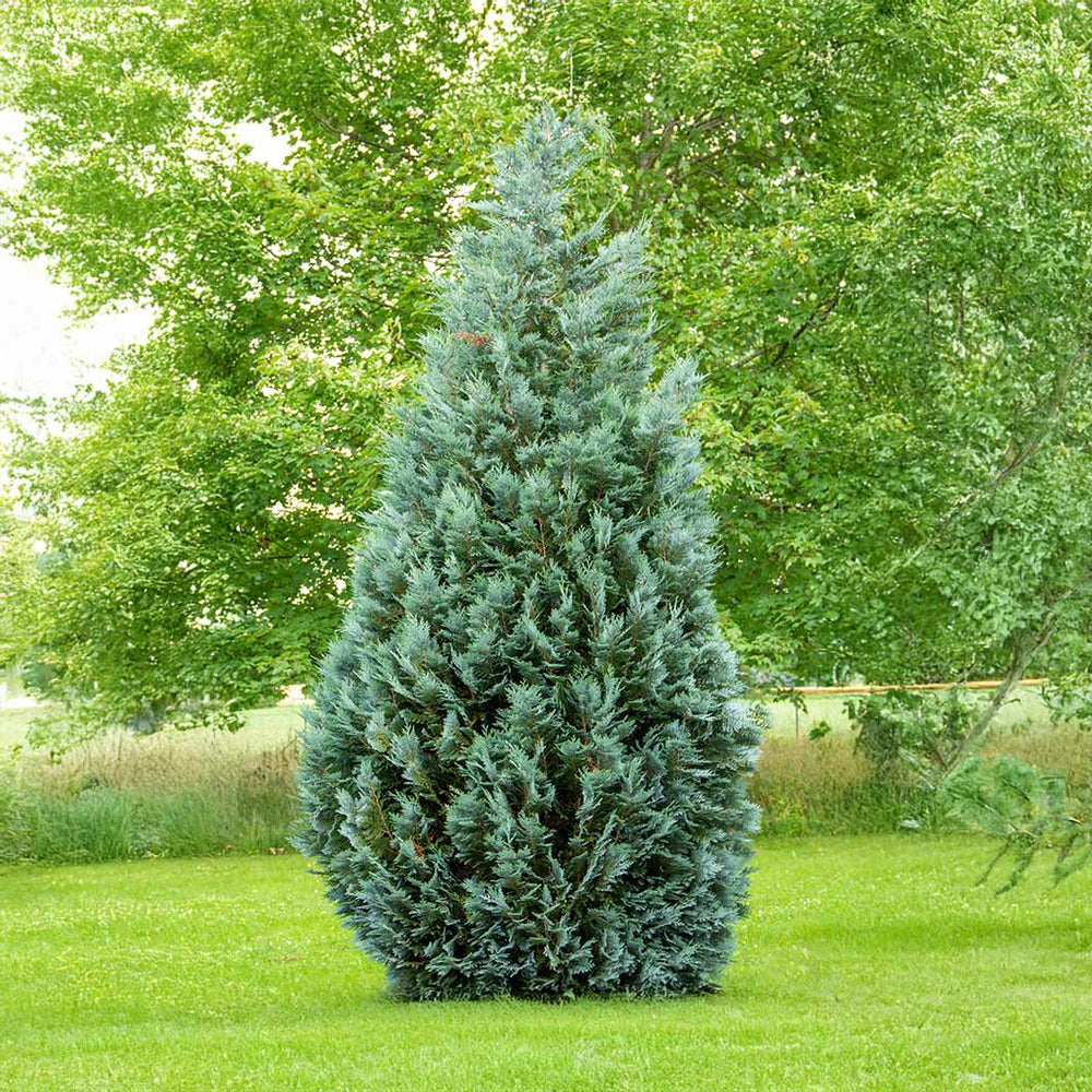 Curly Tops Cypress Tree