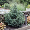 Boulevard Cypress Tree