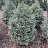 Boulevard Cypress Tree