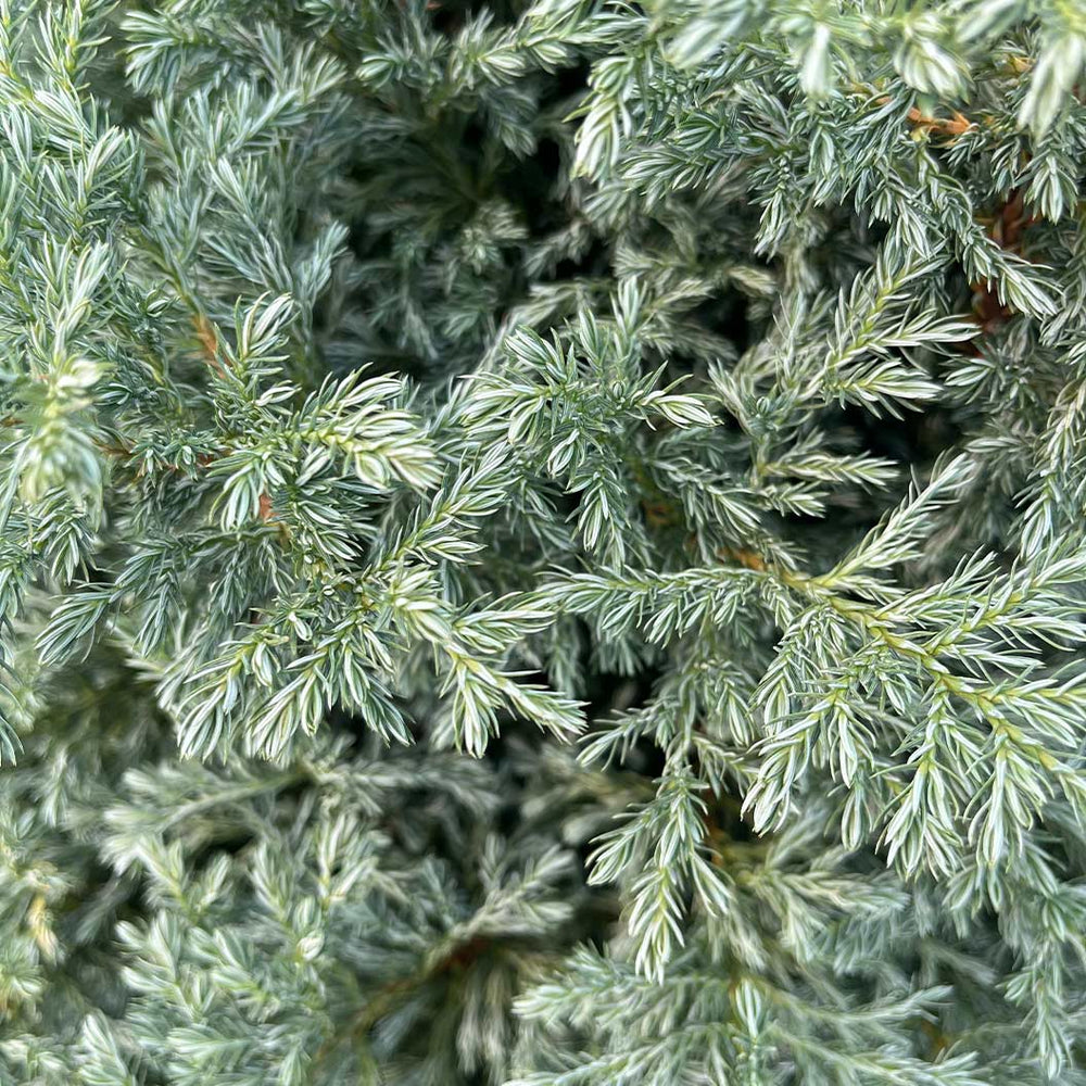 Boulevard Cypress Tree
