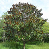 D.D. Blanchard Magnolia Tree