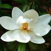 D.D. Blanchard Magnolia Tree