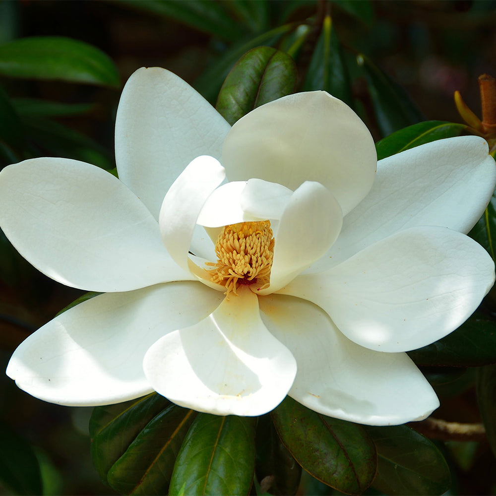 D.D. Blanchard Magnolia Tree