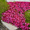 Delosperma Flashmob™ Action Shot Ice Plant