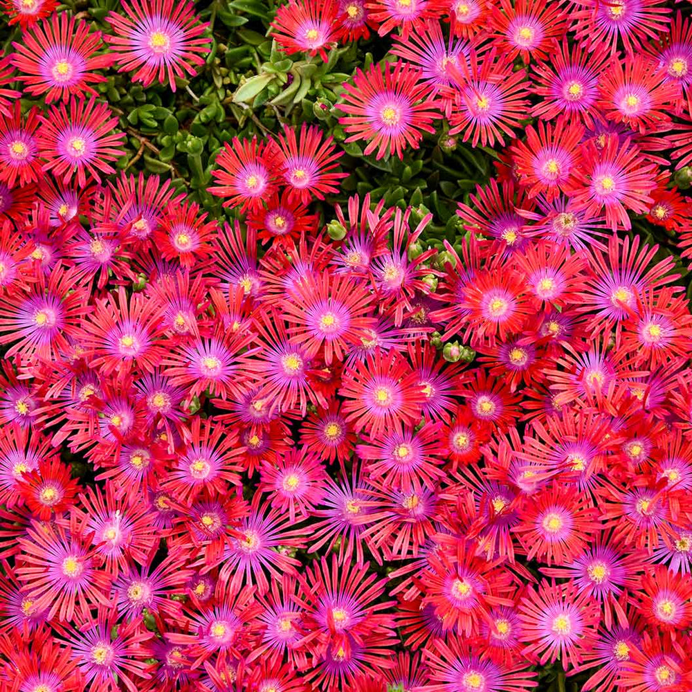 Delosperma Flashmob™ Action Shot Ice Plant
