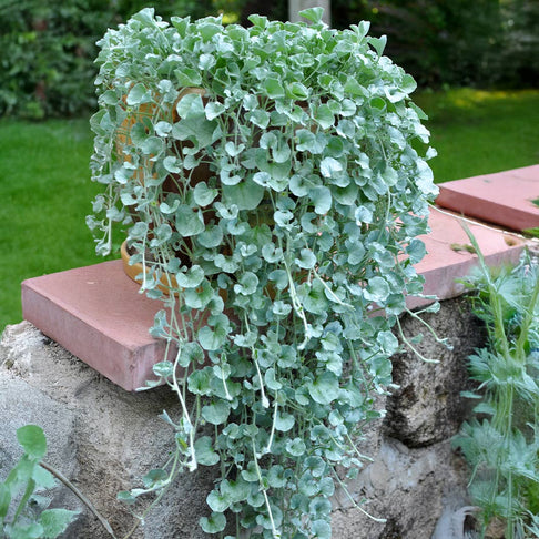 Silver Ponyfoot Plant