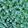 Silver Ponyfoot Plant