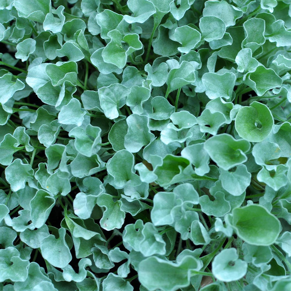 Silver Ponyfoot Plant