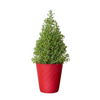 Lavender Cone in Red Luxe Pot