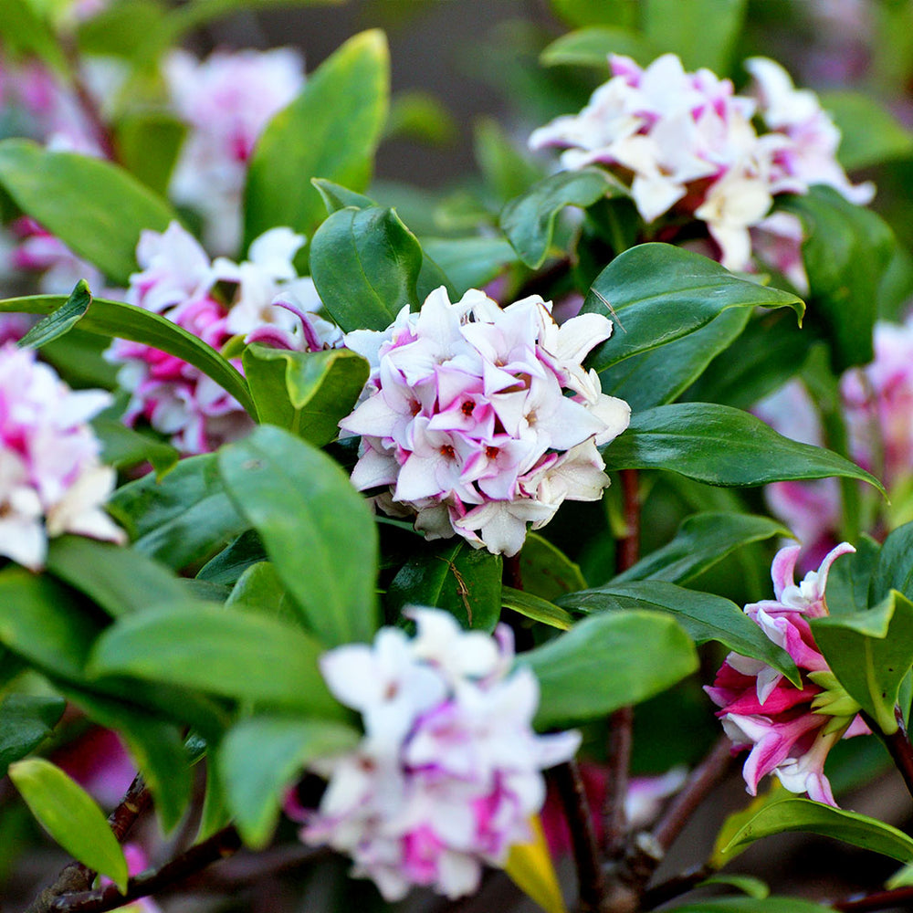Perfume Princess® Daphne Shrub