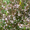 Perfume Princess® Daphne Shrub