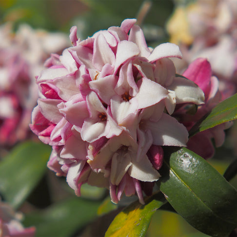 Perfume Princess® Daphne Shrub