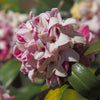 Perfume Princess® Daphne Shrub