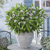 Perfume Princess® Daphne Shrub
