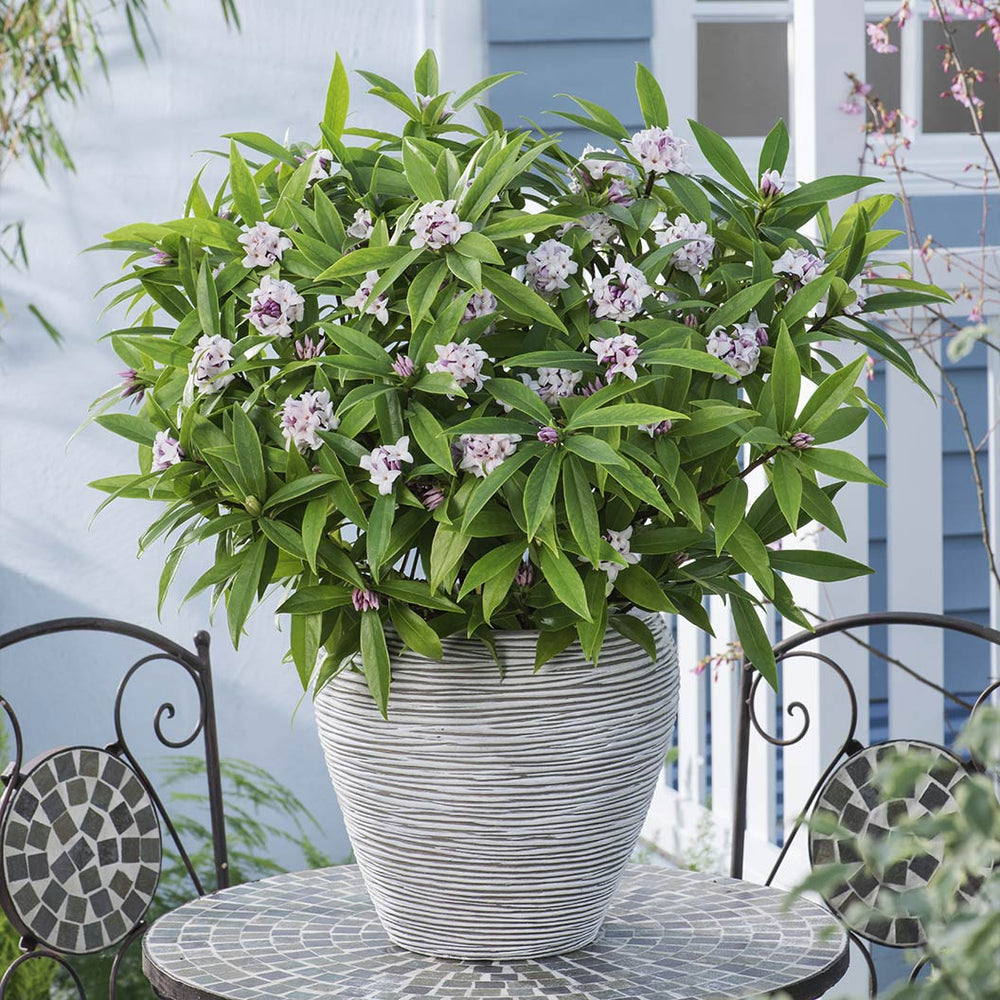 Perfume Princess® Daphne Shrub