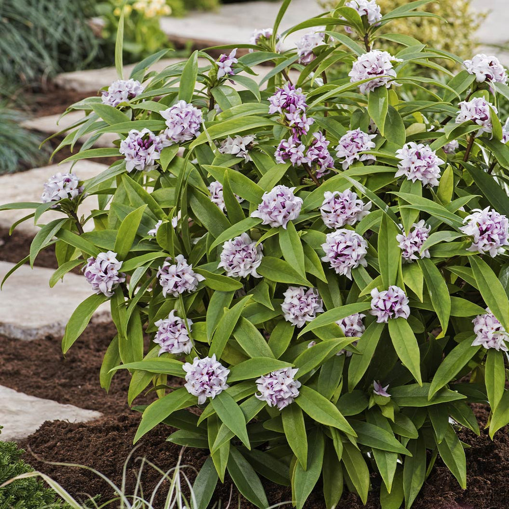 Perfume Princess® Daphne Shrub