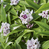 Perfume Princess® Daphne Shrub
