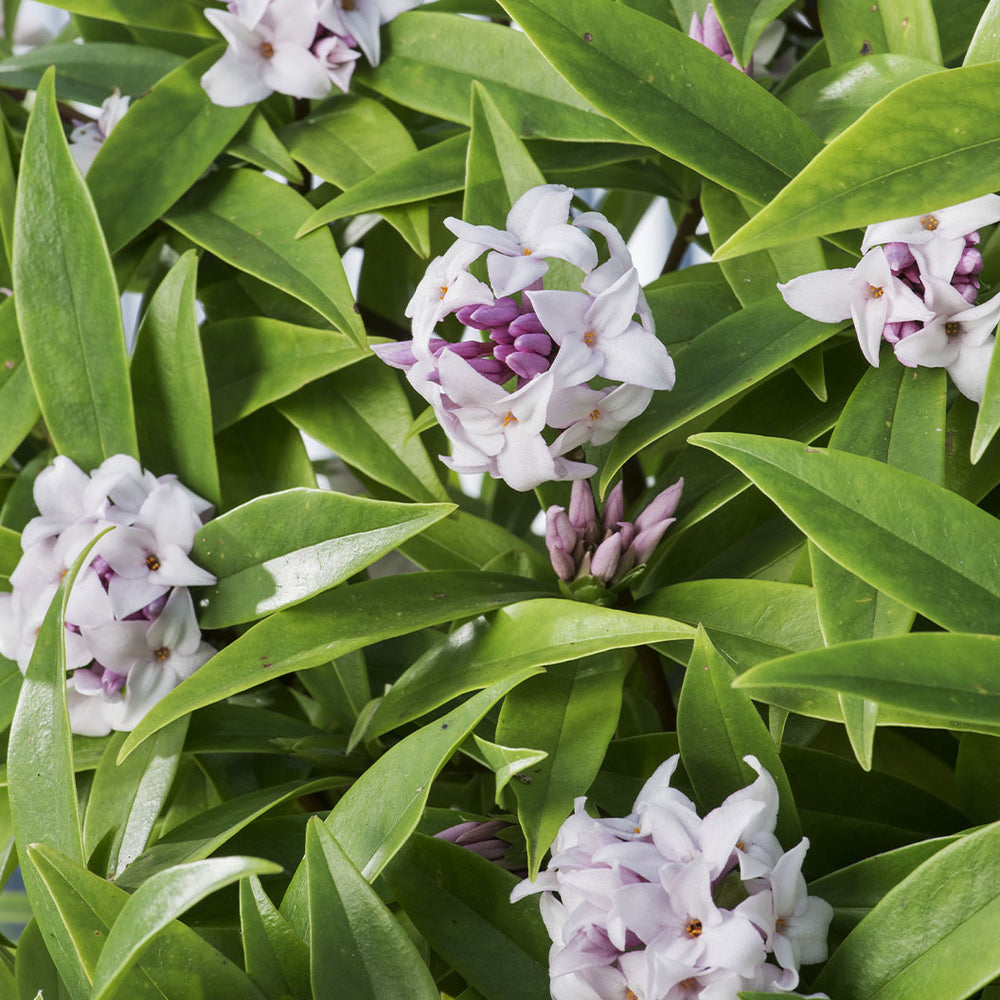 Perfume Princess® Daphne Shrub