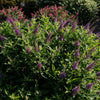 Dapper® Lavender Butterfly Bush