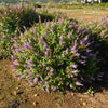 Dapper® Lavender Butterfly Bush