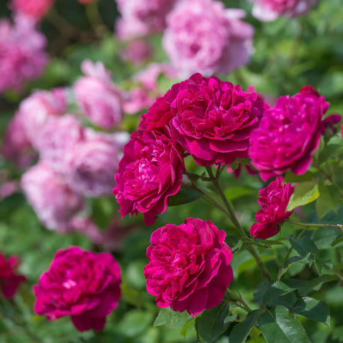 David Austin® Darcey Bussell® English Shrub Rose