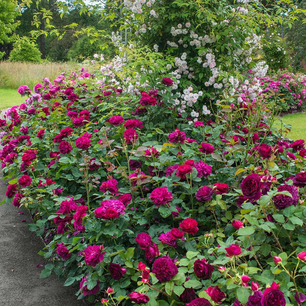 David Austin® Darcey Bussell® English Shrub Rose