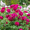 David Austin® Darcey Bussell® English Shrub Rose