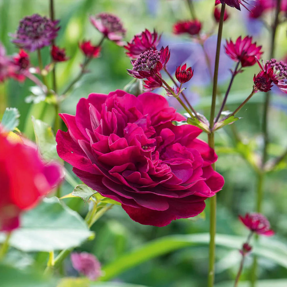 David Austin® Darcey Bussell® English Shrub Rose