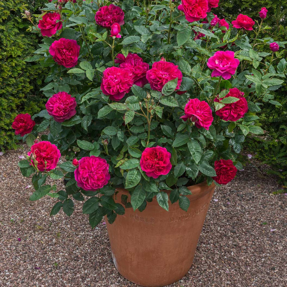 David Austin® Darcey Bussell® English Shrub Rose