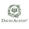 David Austin® Nye Bevan™ Rose Shrub