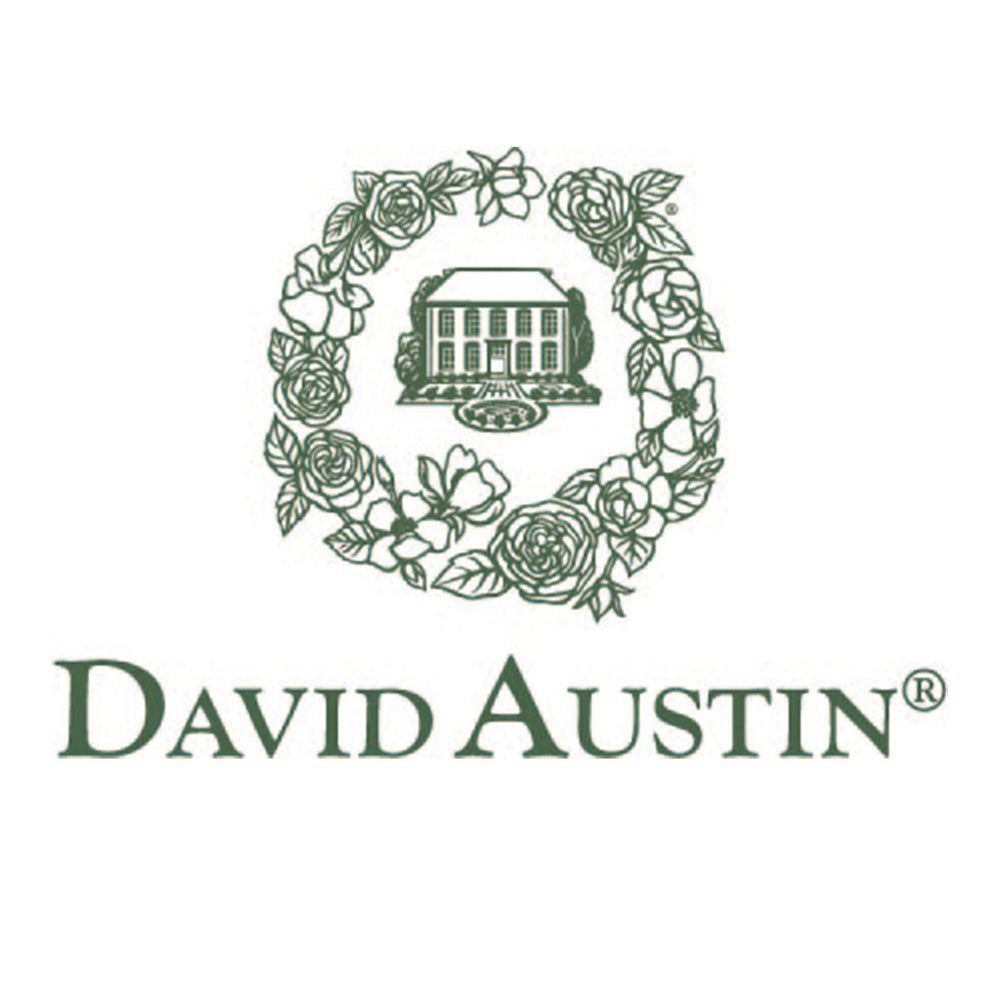 David Austin® The Alnwick Rose® Rose Shrub