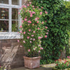 David Austin® Strawberry Hill® Climbing Rose Shrub