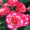 De Colores™ Rose Bush
