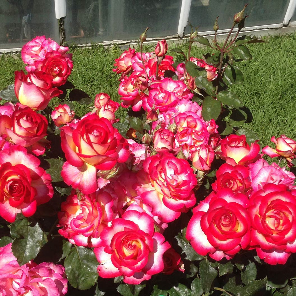 De Colores™ Rose Bush