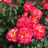 De Colores™ Rose Bush