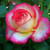 De Colores™ Rose Bush